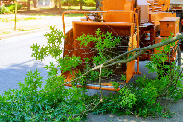 Trusted Glassboro, NJ Tree Service Experts